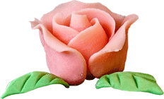 Rose rosa