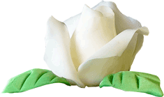 Rose weiss